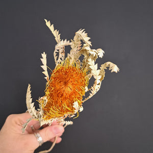 Banksia Dryandra Natural