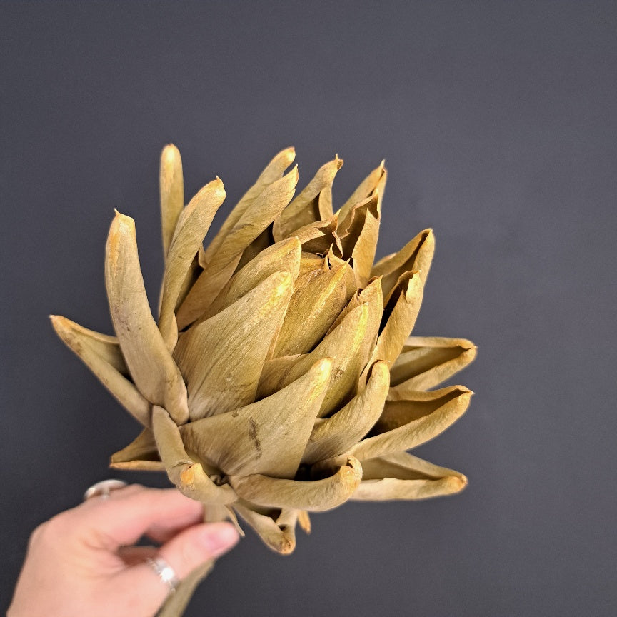 Artichoke Bud Large- Spiky