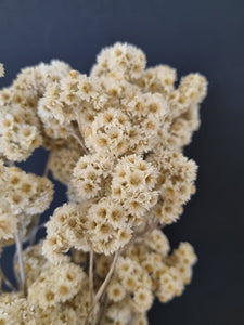 Licorice Flower NZ
