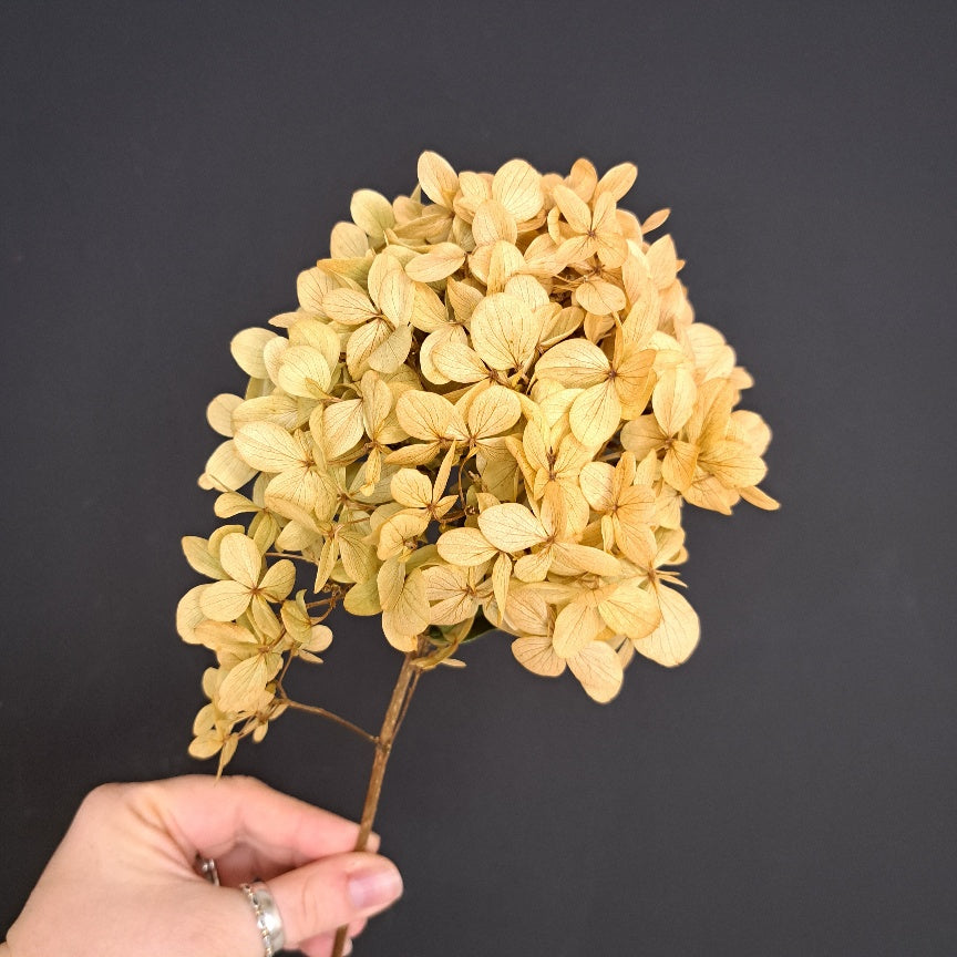Hydrangea Lime Light NZ - Sage