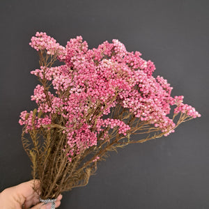 Rice Flower NZ Hot Pink