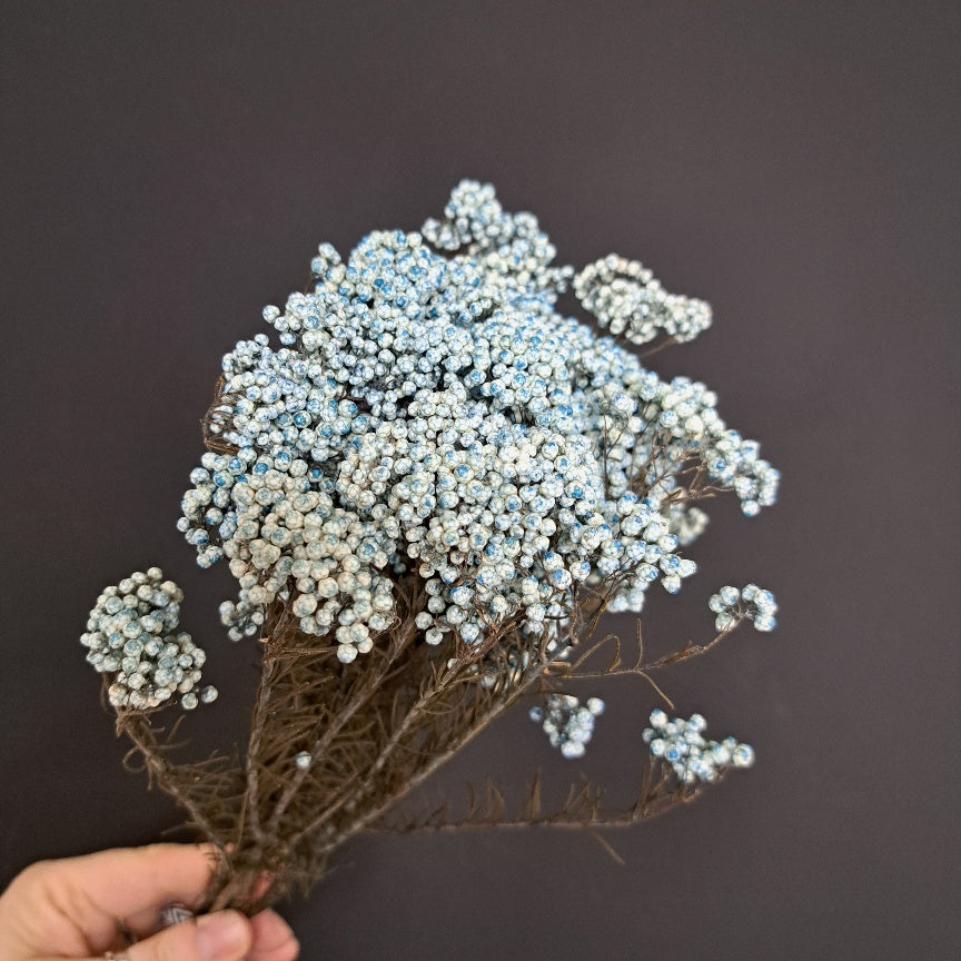 Rice Flower NZ Blue