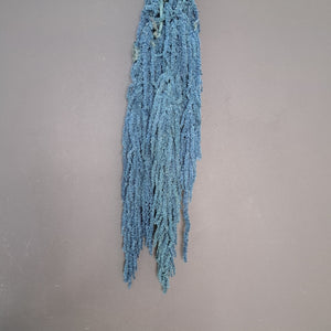Amaranthus Dark Blue